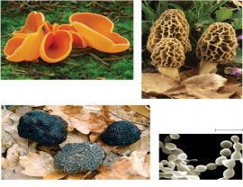 FUNGI
