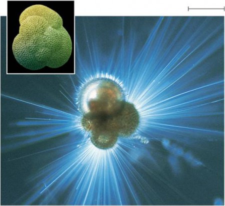 PROTISTA PART 2