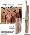 /album/photo-gallery-jaringan-tumbuhan/a35-09plantcelldiversity-xylem-jpg/