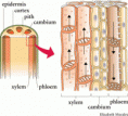 /album/photo-gallery-jaringan-tumbuhan/xylem1-gif/