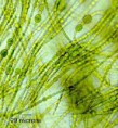 /album/cyanophyta/nostoc-jpg1/